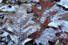 IMG_20251122_113057