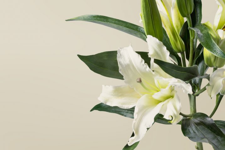 Lilijas